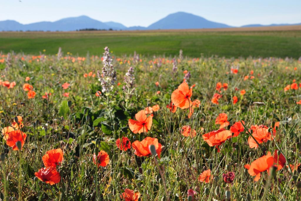 Valensole